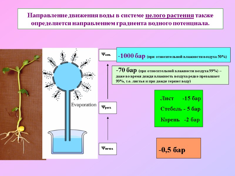 Направление движения воды в системе целого растения также определяется направлением градиента водного потенциала. -0,5